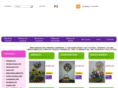 globosyflores.com