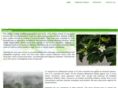 carolaroma.com