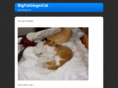 bigfatgingercat.com