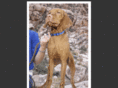 hoganvizsla.com