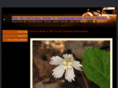 wildflowerdude.com