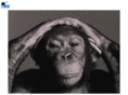 evolutionary-psychology.org