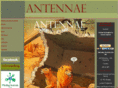 antennae.org.uk