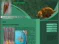 fantail-paddles.com