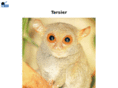 tarsier.com