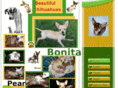 beautifulchihuahuas.com