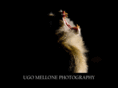wildphoto.it