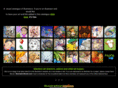 illustrationboard.com