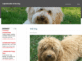 labradoodleoftheday.com
