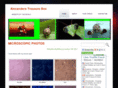 alexanderstreasurebox.com