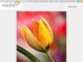 wozofoto.com