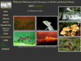bird-life.com