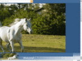 ccarabianstables.com