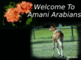 amaniarabians.com