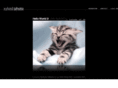 allinfocus.net