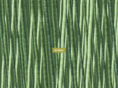 atease-tokyo.com