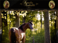 knockearabians.com