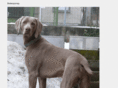 weimaraner-bg.com