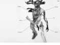 markovelk.com