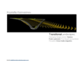 transitionallandscapes.com