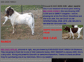 beecaveranch.com