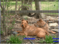 lilyreddog.com