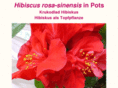 hibiscus-sinensis.com