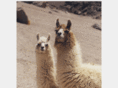 coupleofllamas.com