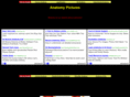 anatomypictures.org