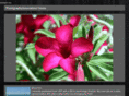 photographyinnovations.com