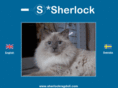 sherlockragdoll.com