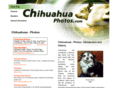 chihuahua-photos.com