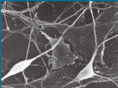 teosatlaboratories.com