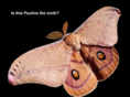 paulinethemoth.com