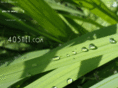 405net.com