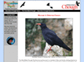 chough.org