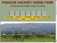 panachesporthorses.com