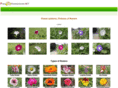 freeflowerpictures.net
