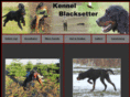 kennelblacksetter.dk