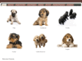 coloradodogbreeder.com