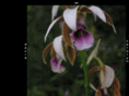 phajus.com