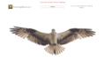 avianimagesource.com