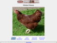 chickenpictures.net