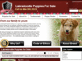 labradoodlepuppiesforsale.net