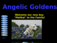 angelicgoldens.com