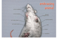 embracinganimal.com