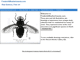 frederickmosherinsects.com