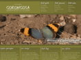 exploregorongosa.com