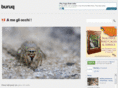 buruq.com