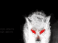 rabidwolvesunleashed.com